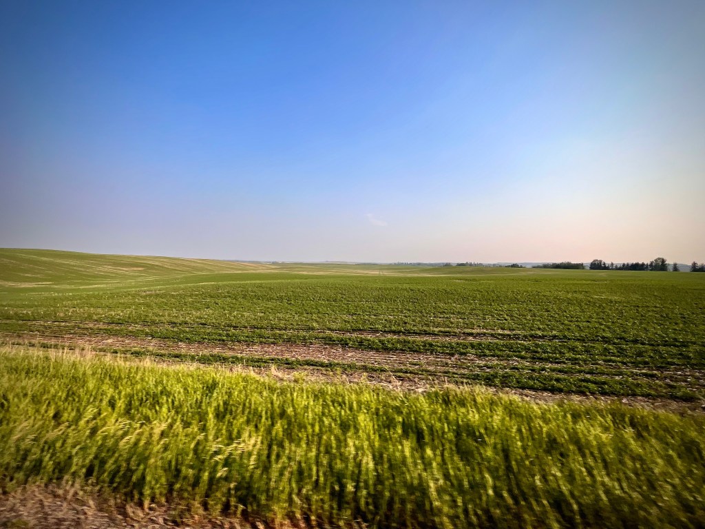 Des hirondelles aux&nbsp;dinosaures
