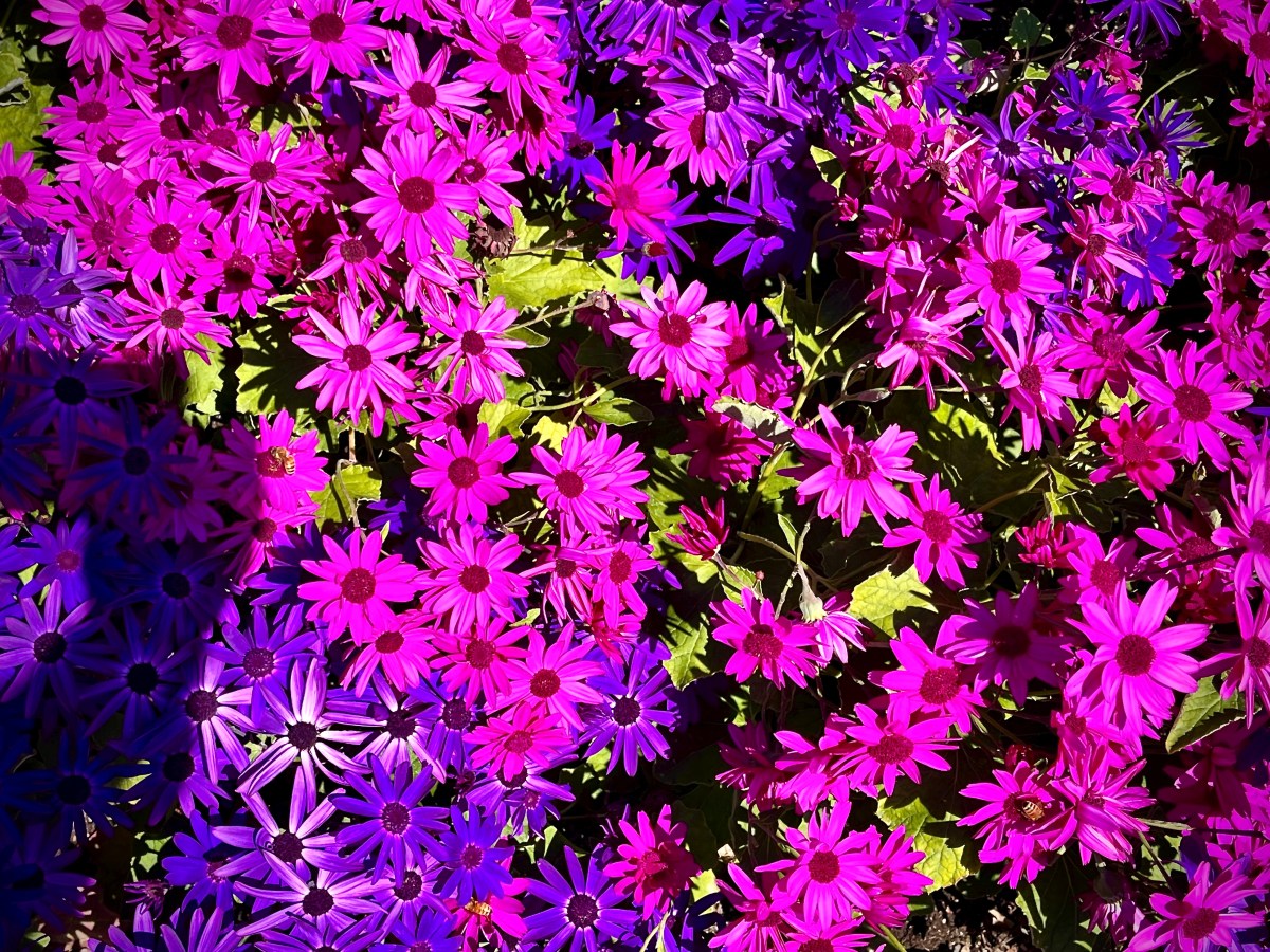 Je t’aime Canada, tu&nbsp;sais!